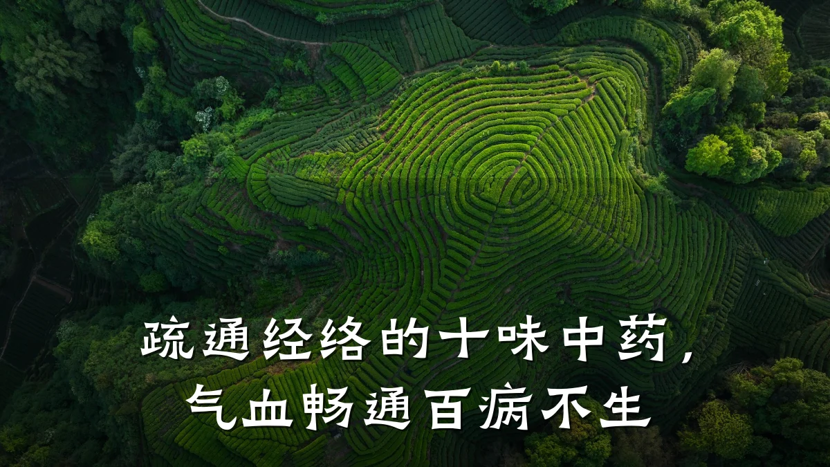 疏通经络的十味中药,气血畅通百病不生