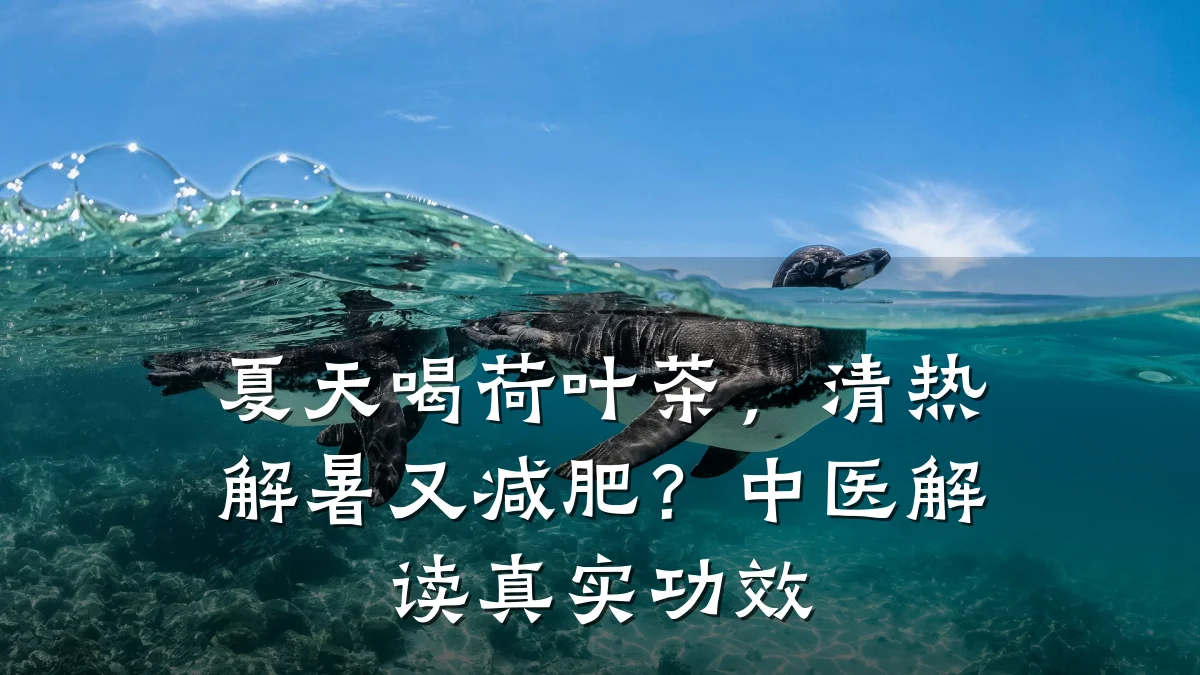 夏天喝荷叶茶,清热解暑又减肥?中医解读真实功效
