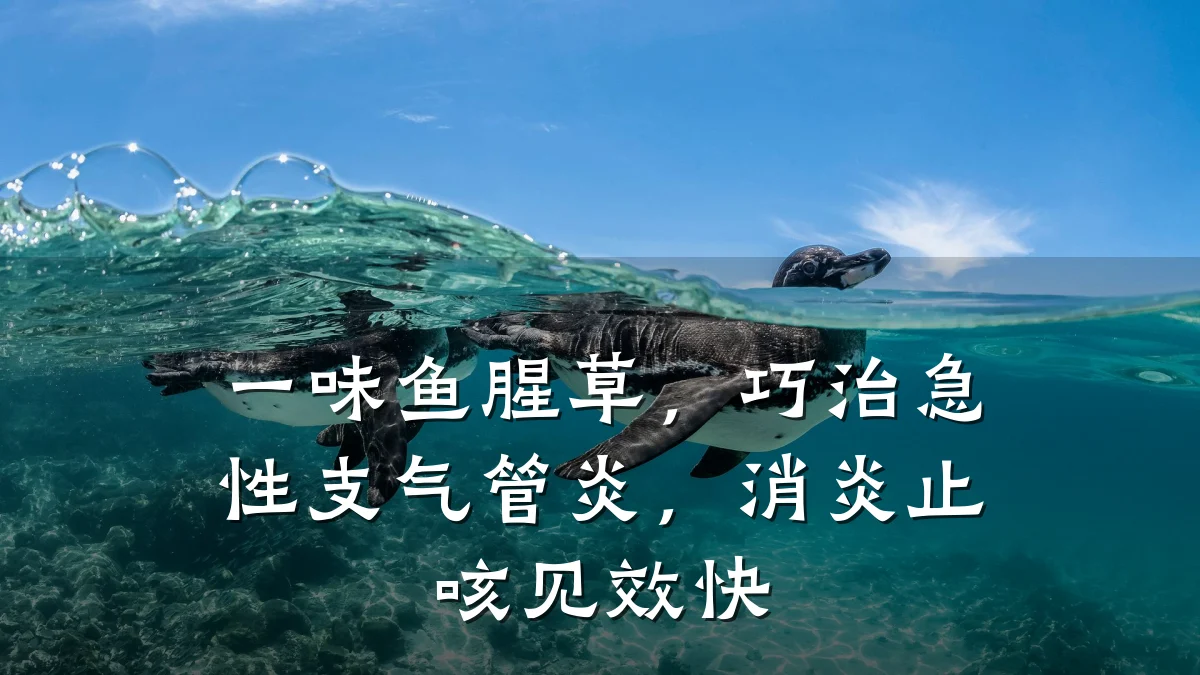 一味鱼腥草,巧治急性支气管炎,消炎止咳见效快