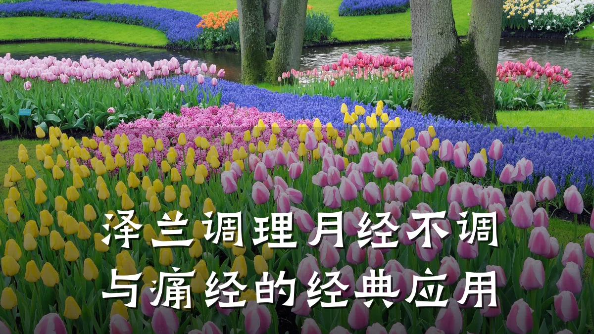 泽兰调理月经不调与痛经的经典应用