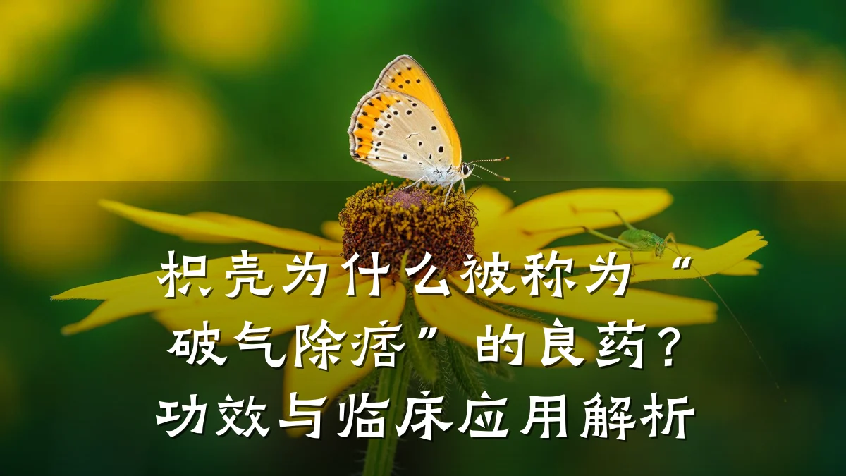 枳壳为什么被称为“破气除痞”的良药?功效与临床应用解析