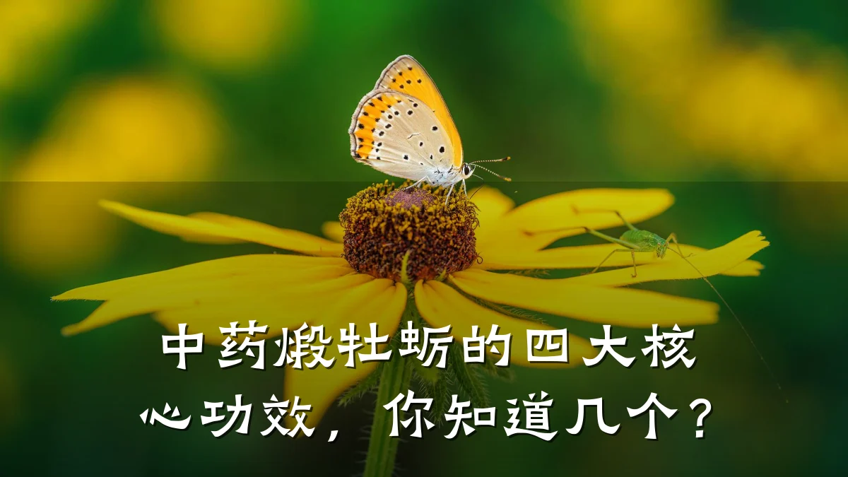 中药煅牡蛎的四大核心功效,你知道几个?