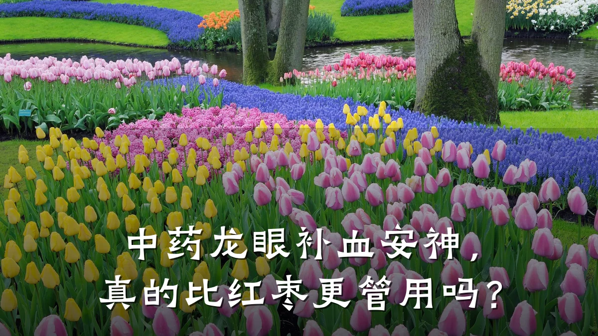 中药龙眼补血安神,真的比红枣更管用吗?