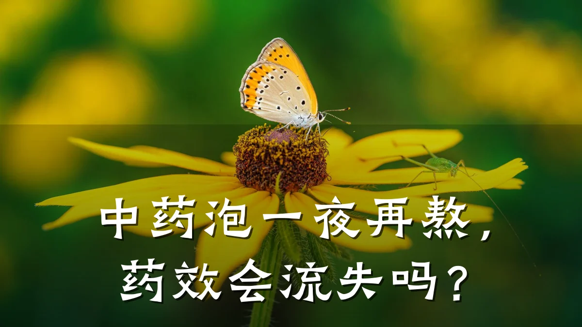 中药泡一夜再熬,药效会流失吗?