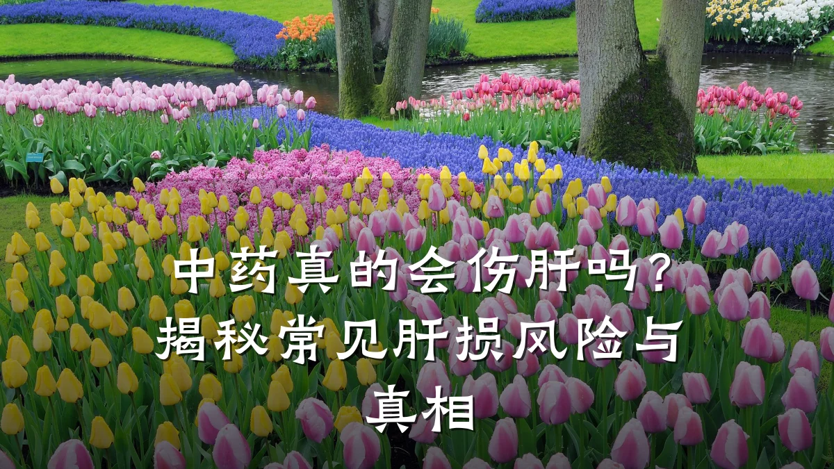 中药真的会伤肝吗?揭秘常见肝损风险与真相