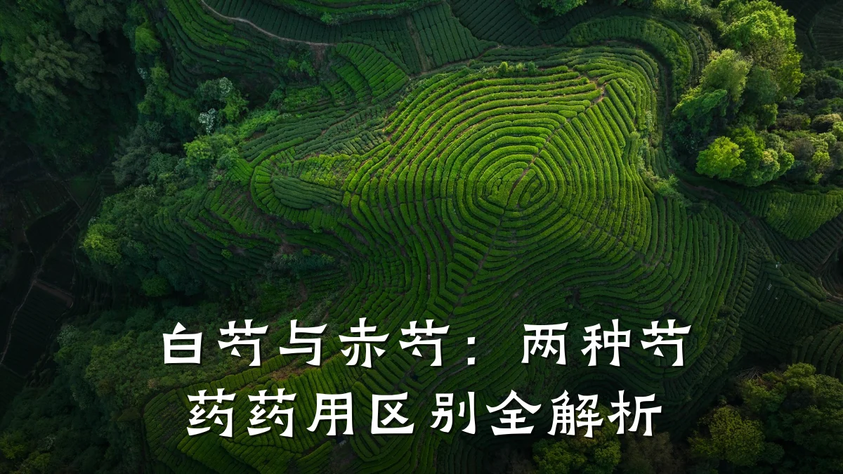 白芍与赤芍:两种芍药药用区别全解析