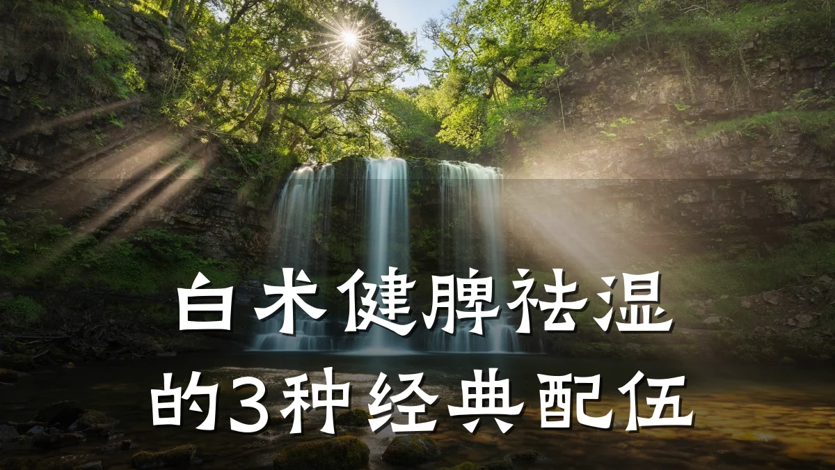 白术健脾祛湿的3种经典配伍