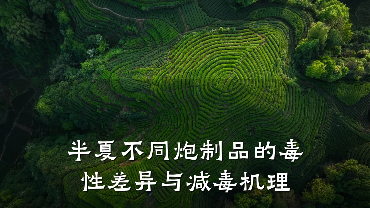 半夏不同炮制品的毒性差异与减毒机理