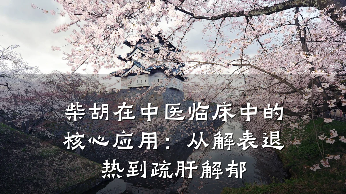 柴胡在中医临床中的核心应用:从解表退热到疏肝解郁