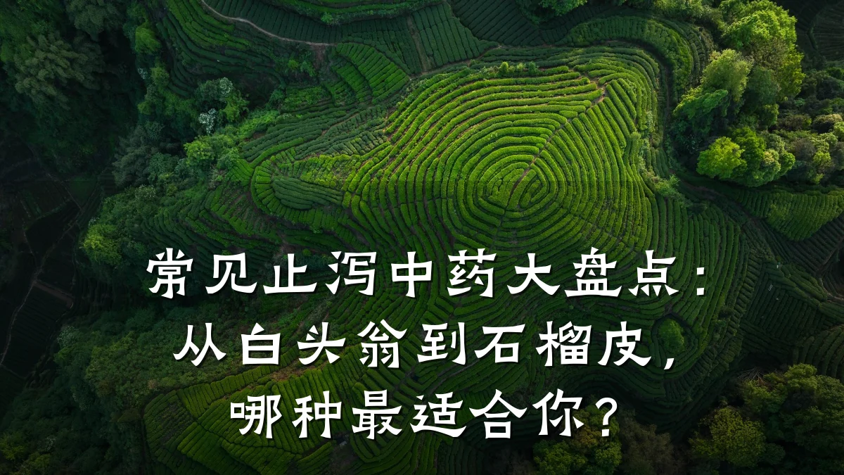 常见止泻中药大盘点:从白头翁到石榴皮,哪种最适合你?