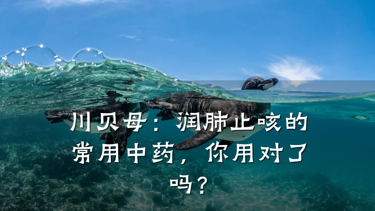 川贝母:润肺止咳的常用中药,你用对了吗?