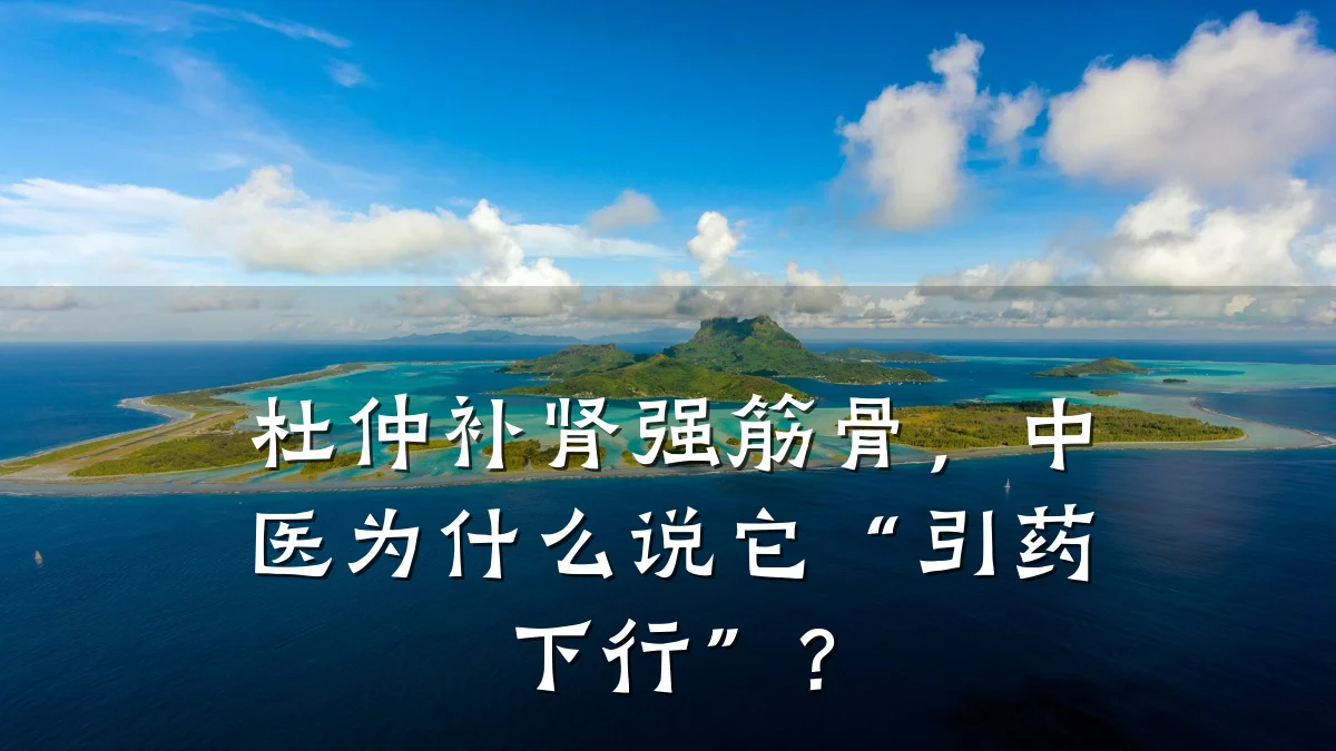杜仲补肾强筋骨,中医为什么说它“引药下行”?