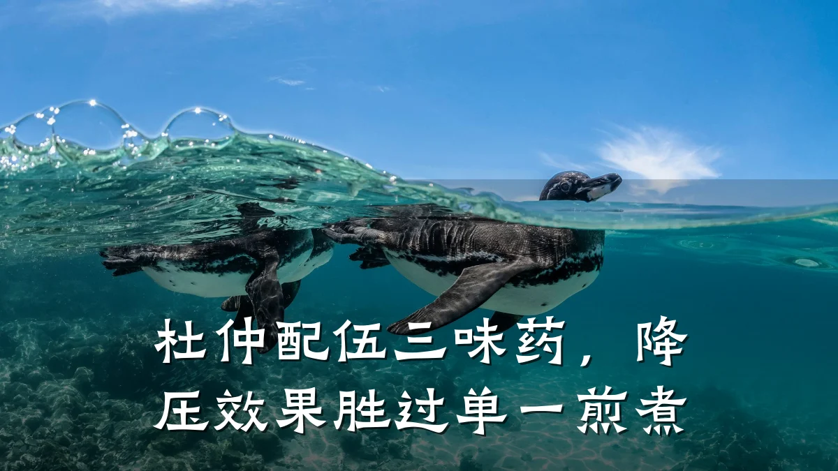杜仲配伍三味药,降压效果胜过单一煎煮