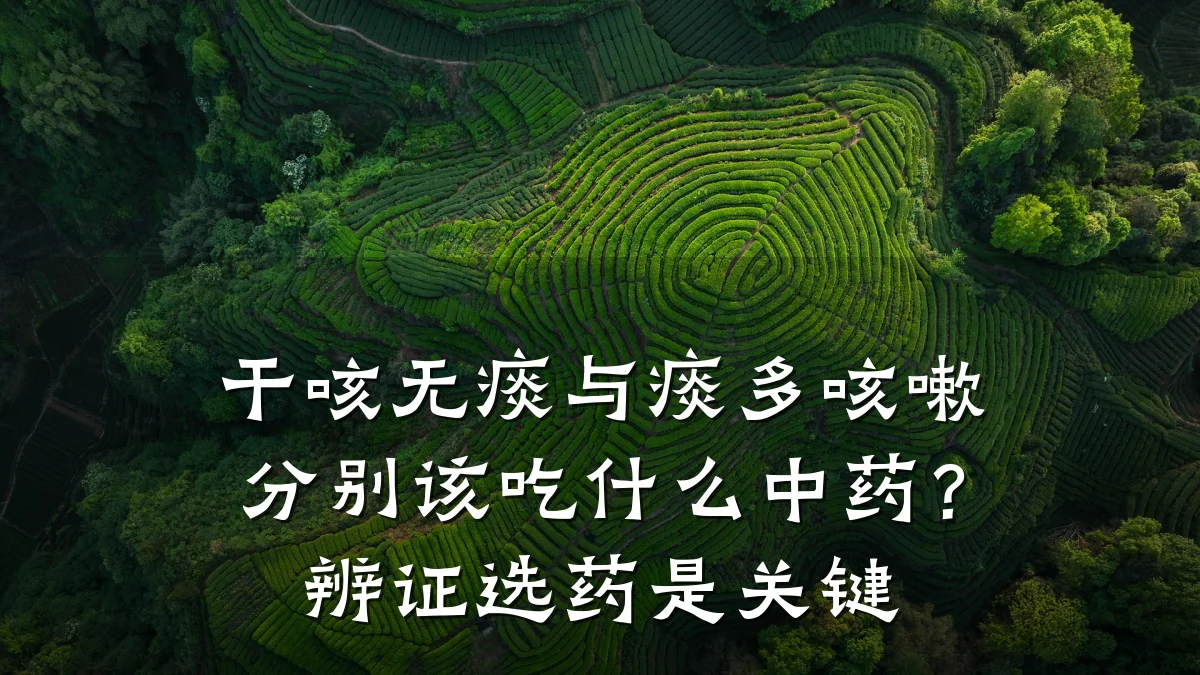 干咳无痰与痰多咳嗽分别该吃什么中药?辨证选药是关键