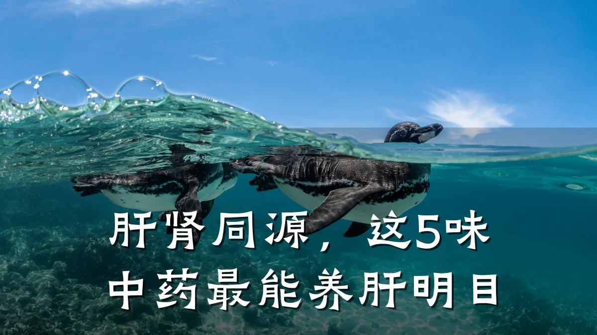 肝肾同源,这5味中药最能养肝明目