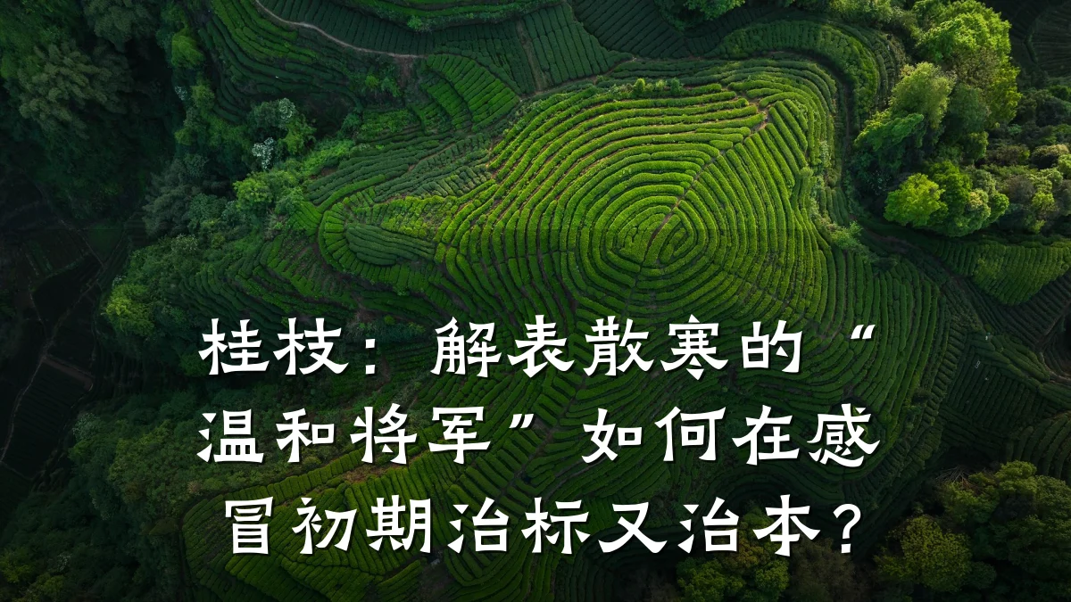 桂枝:解表散寒的“温和将军”如何在感冒初期治标又治本?