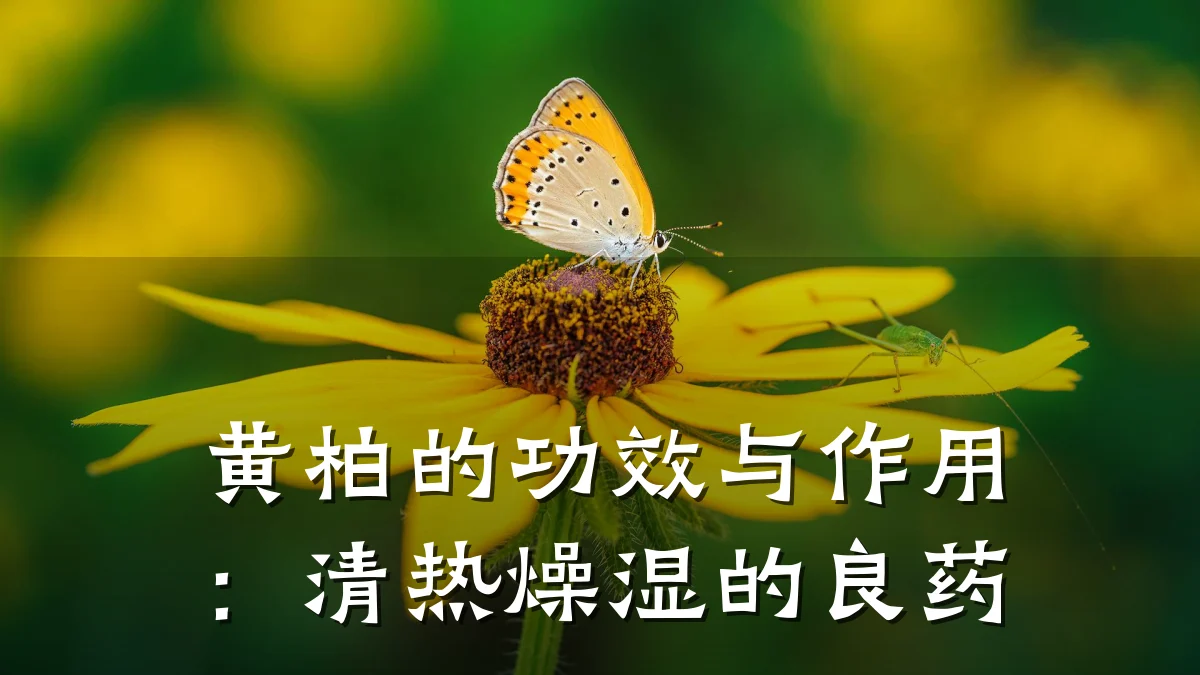 黄柏的功效与作用:清热燥湿的良药
