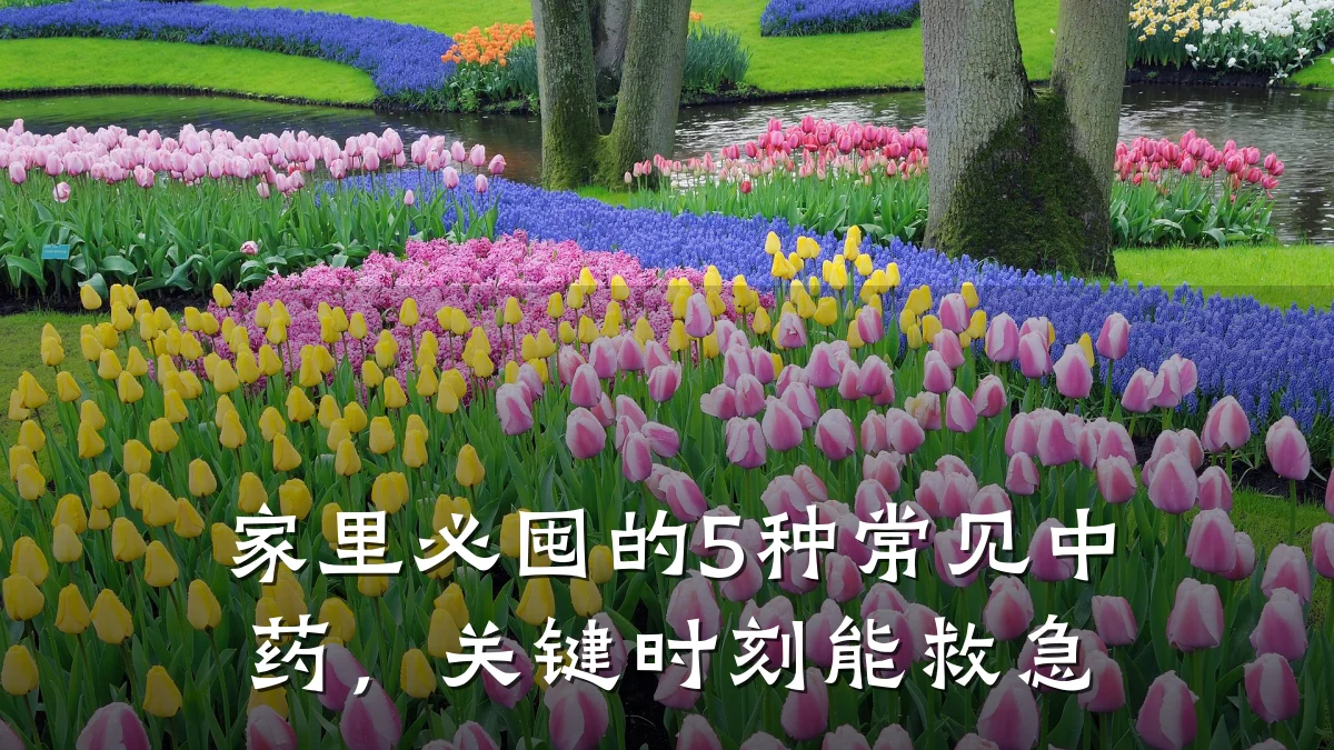 家里必囤的5种常见中药,关键时刻能救急