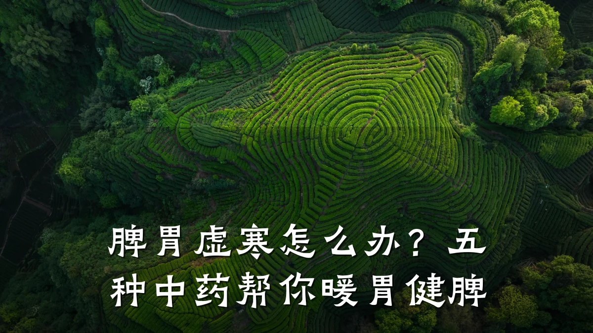 脾胃虚寒怎么办？五种中药帮你暖胃健脾
