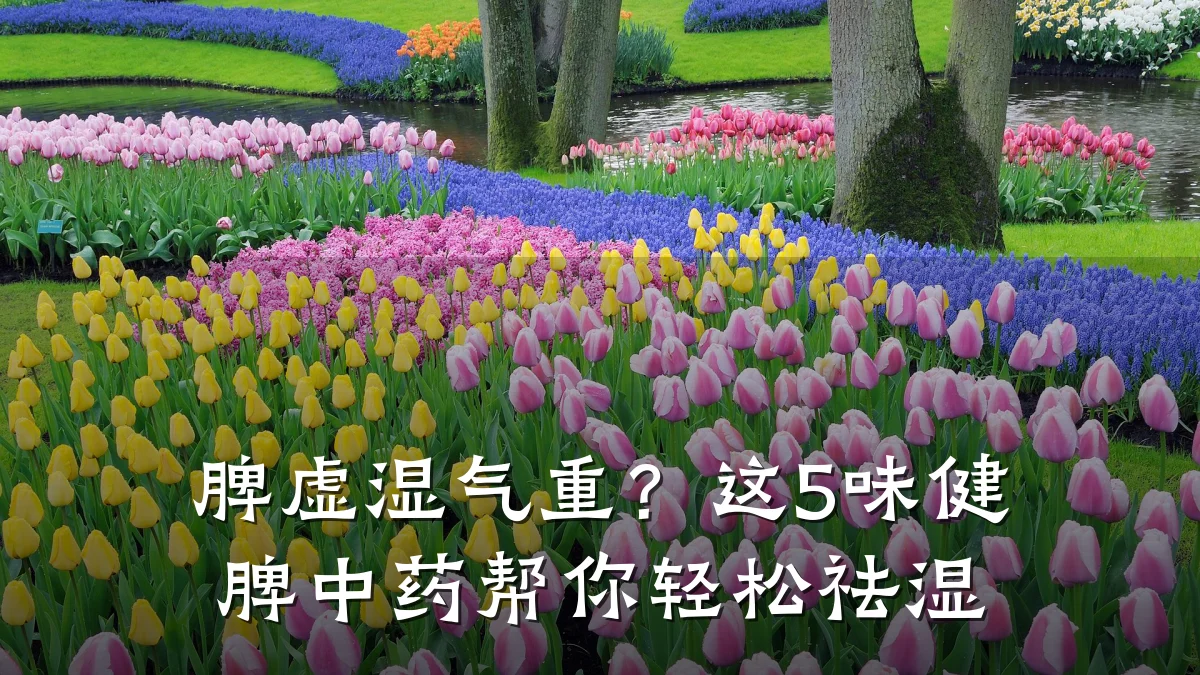 脾虚湿气重?这5味健脾中药帮你轻松祛湿