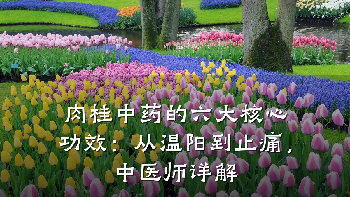 肉桂中药的六大核心功效:从温阳到止痛,中医师详解