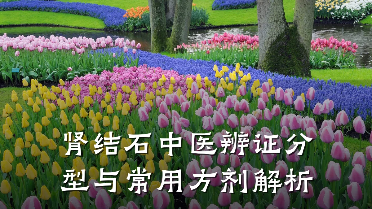 肾结石中医辨证分型与常用方剂解析