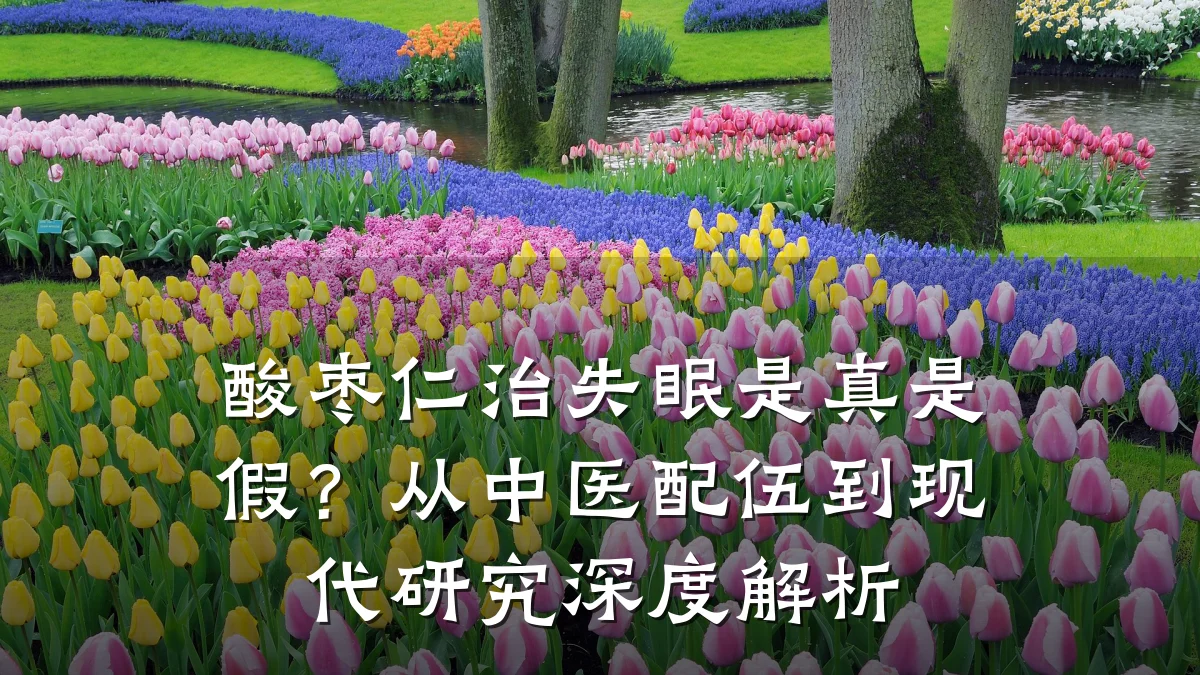 酸枣仁治失眠是真是假?从中医配伍到现代研究深度解析