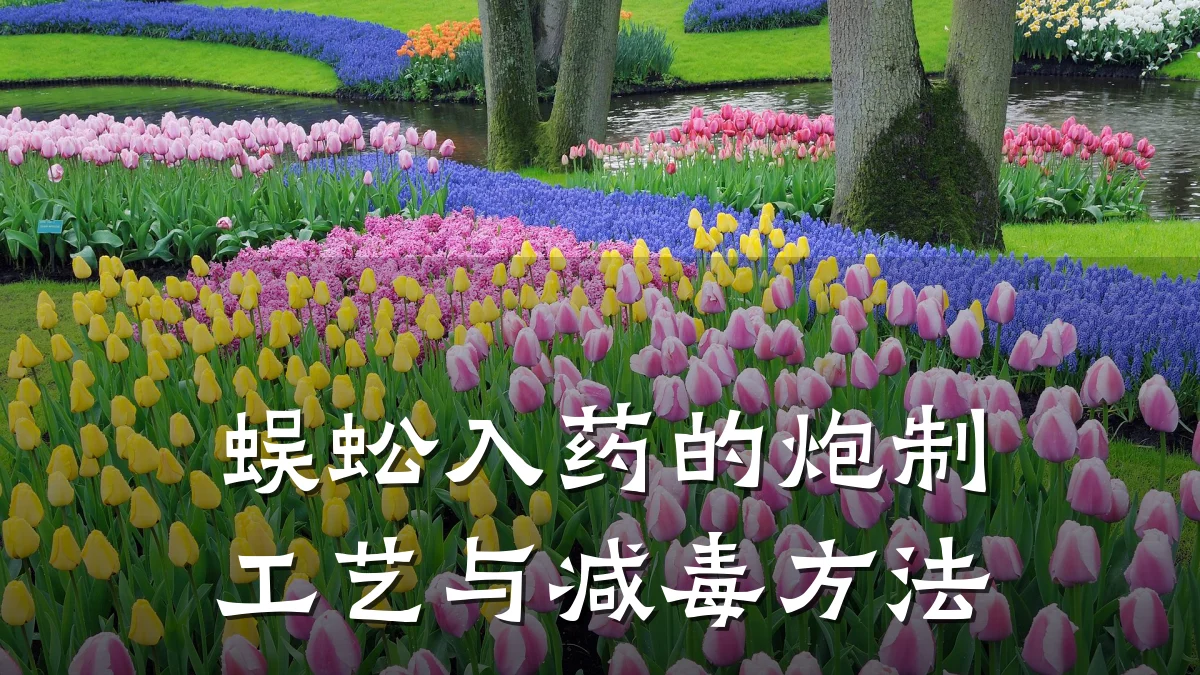 蜈蚣入药的炮制工艺与减毒方法