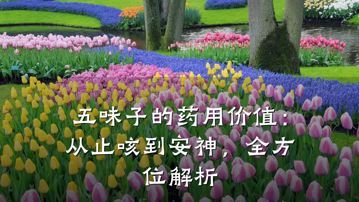 五味子的药用价值：从止咳到安神，全方位解析