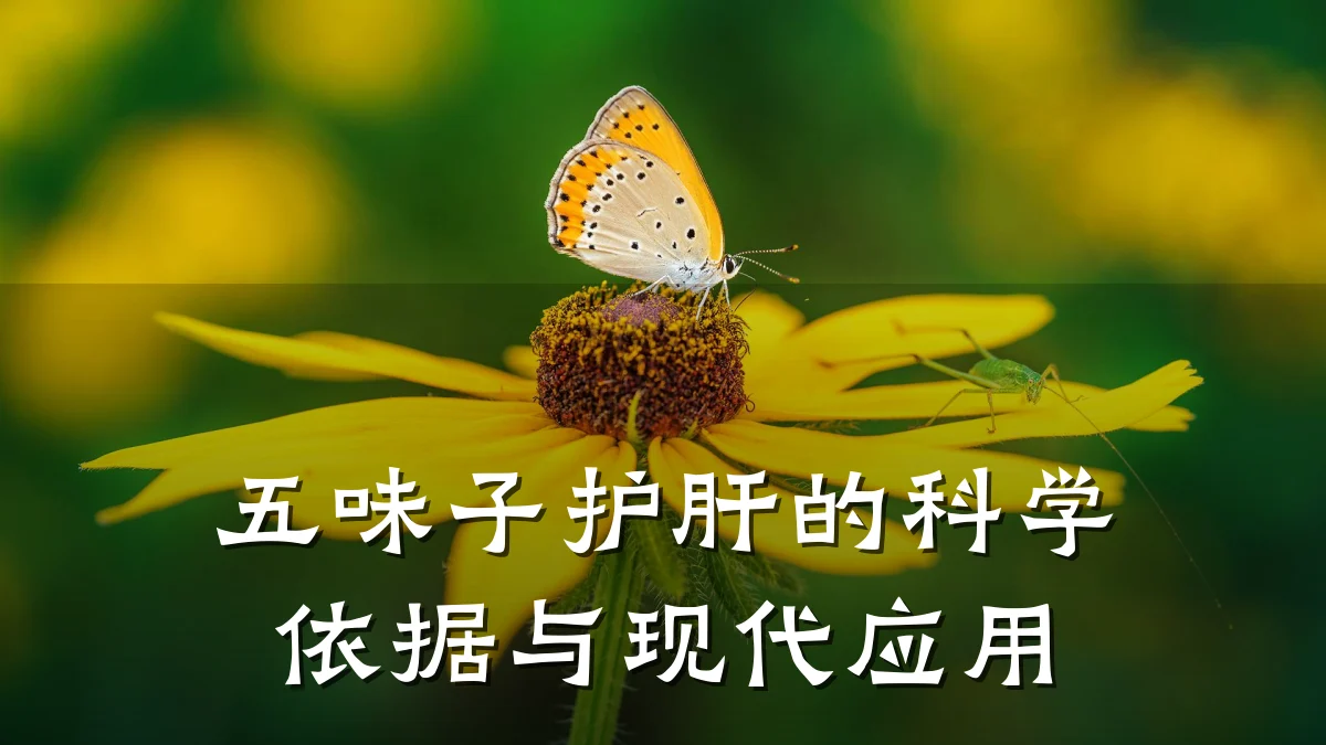 五味子护肝的科学依据与现代应用