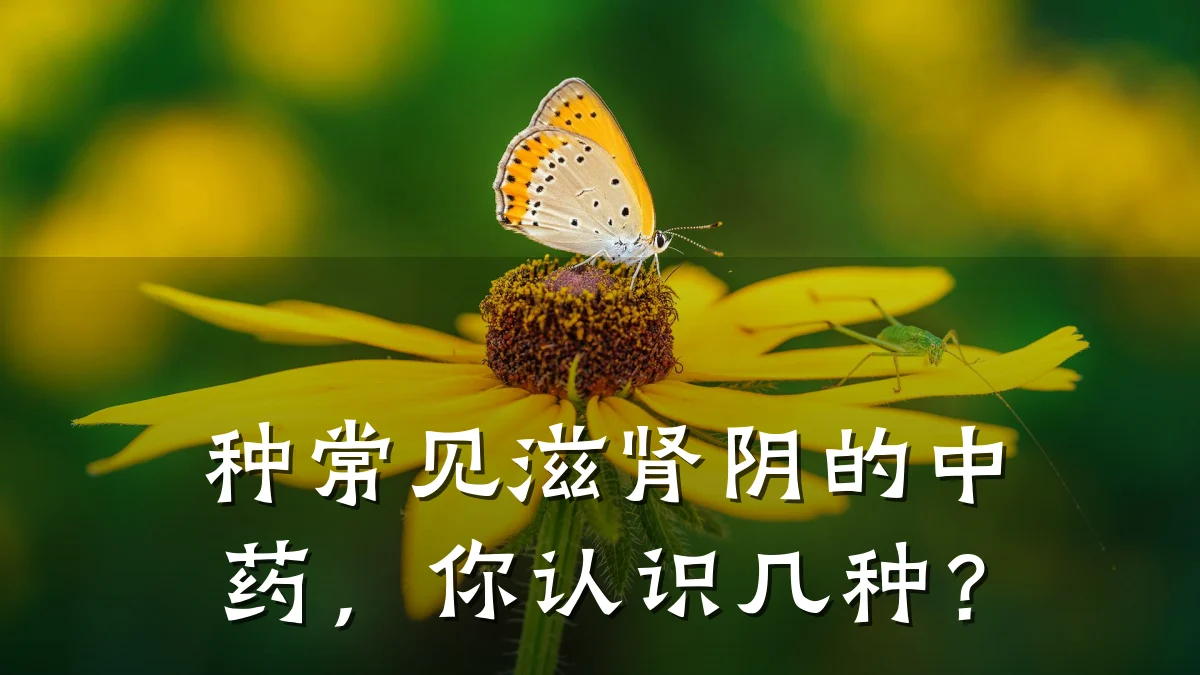 种常见滋肾阴的中药,你认识几种?