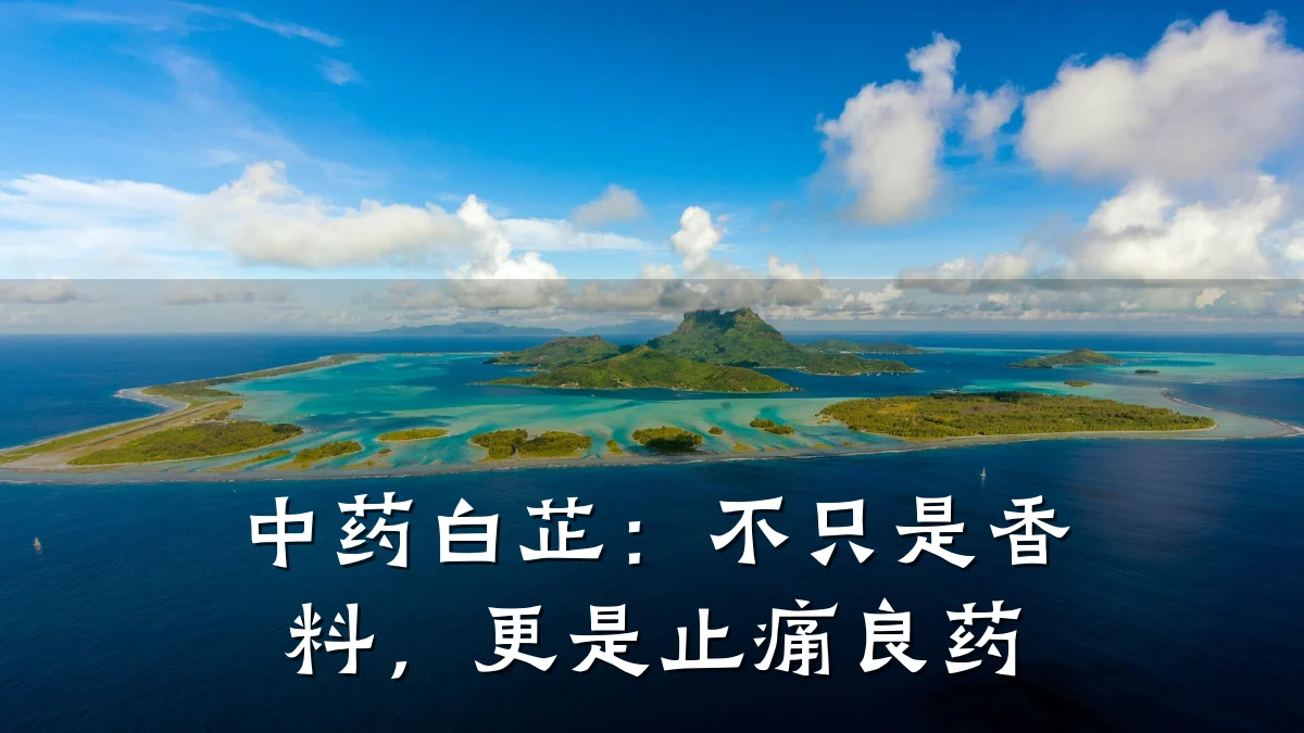 中药白芷：不只是香料，更是止痛良药