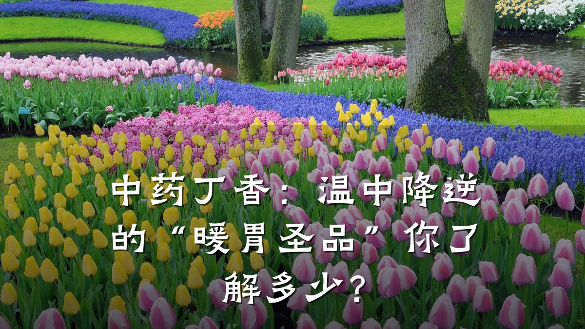 中药丁香：温中降逆的“暖胃圣品”你了解多少？
