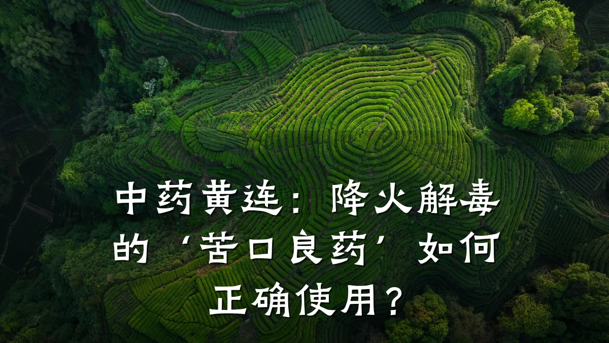 中药黄连:降火解毒的‘苦口良药’如何正确使用?