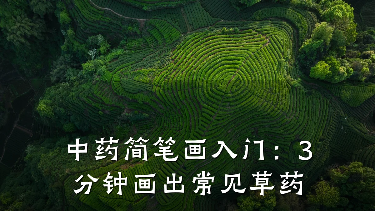 中药简笔画入门:3分钟画出常见草药