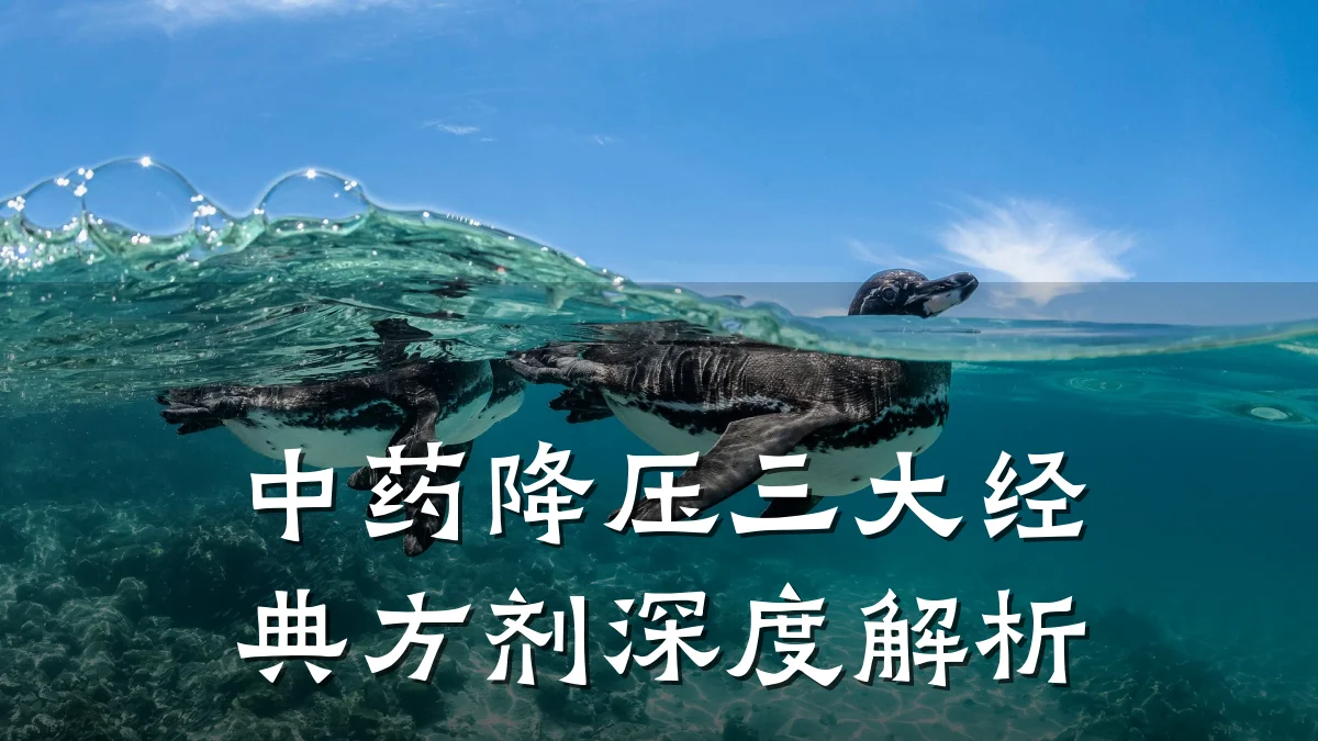 中药降压三大经典方剂深度解析