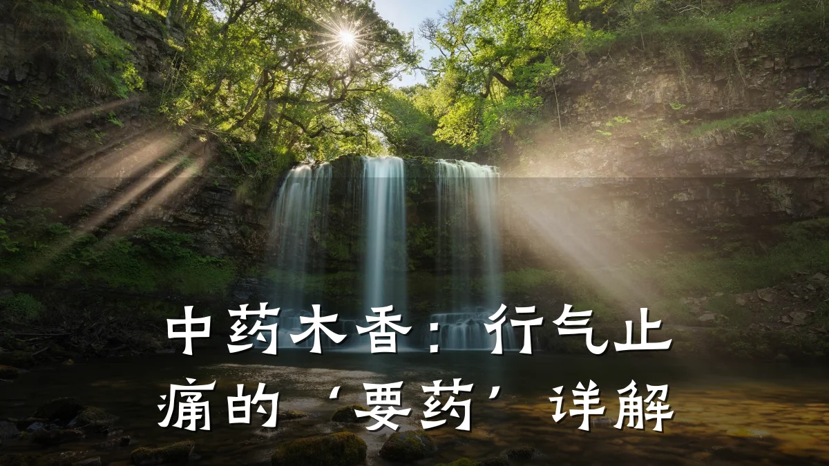 中药木香:行气止痛的‘要药’详解