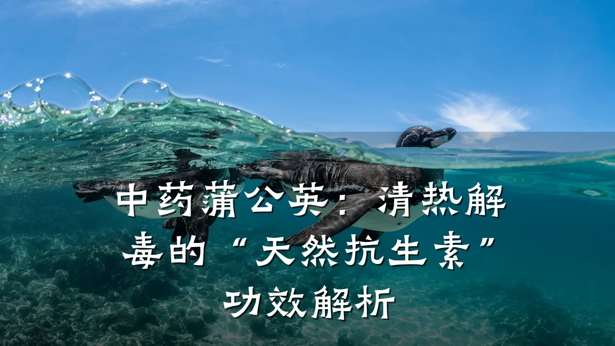 中药蒲公英：清热解毒的“天然抗生素”功效解析