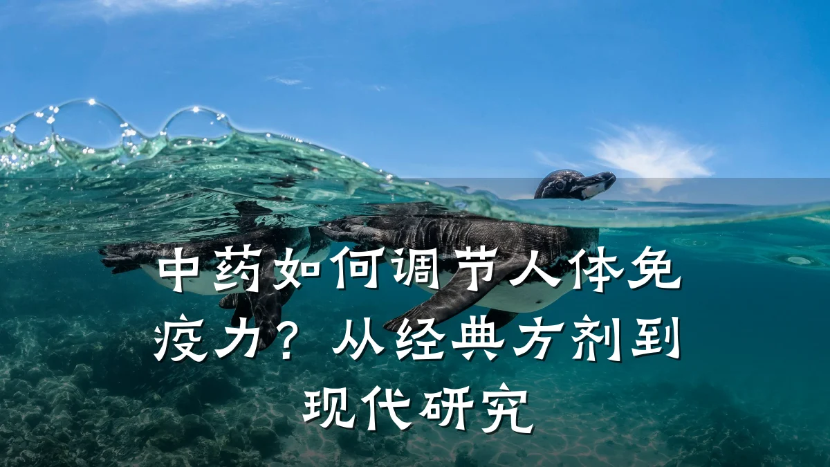 中药如何调节人体免疫力?从经典方剂到现代研究