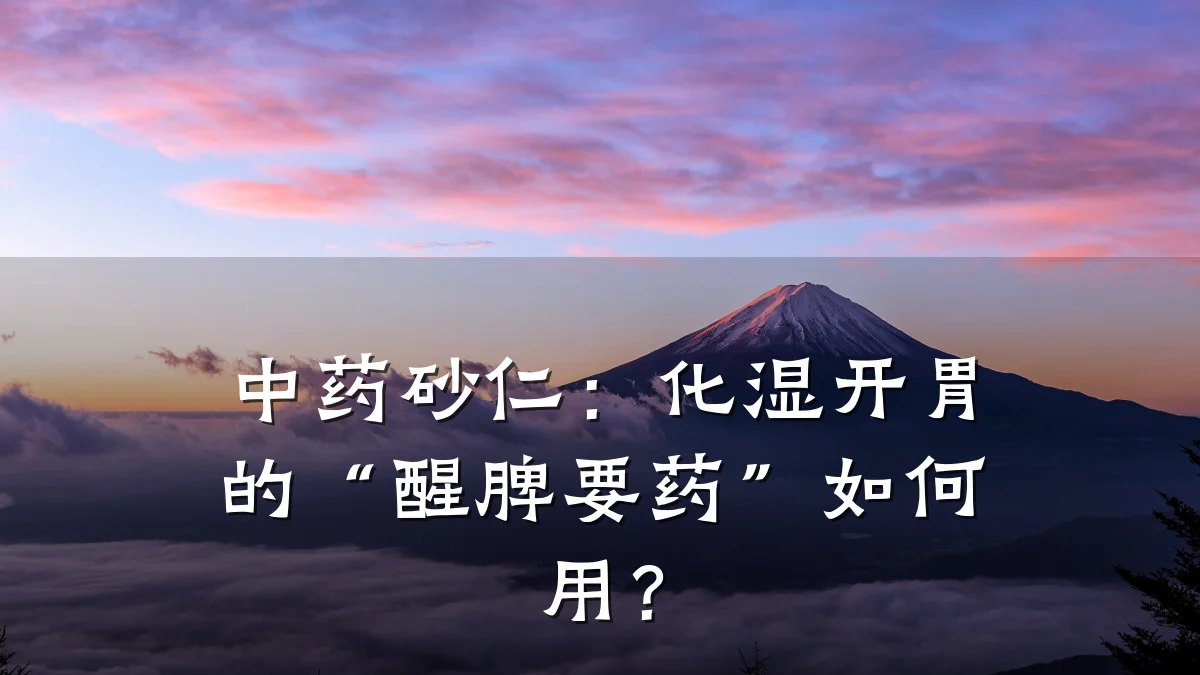 中药砂仁:化湿开胃的“醒脾要药”如何用?