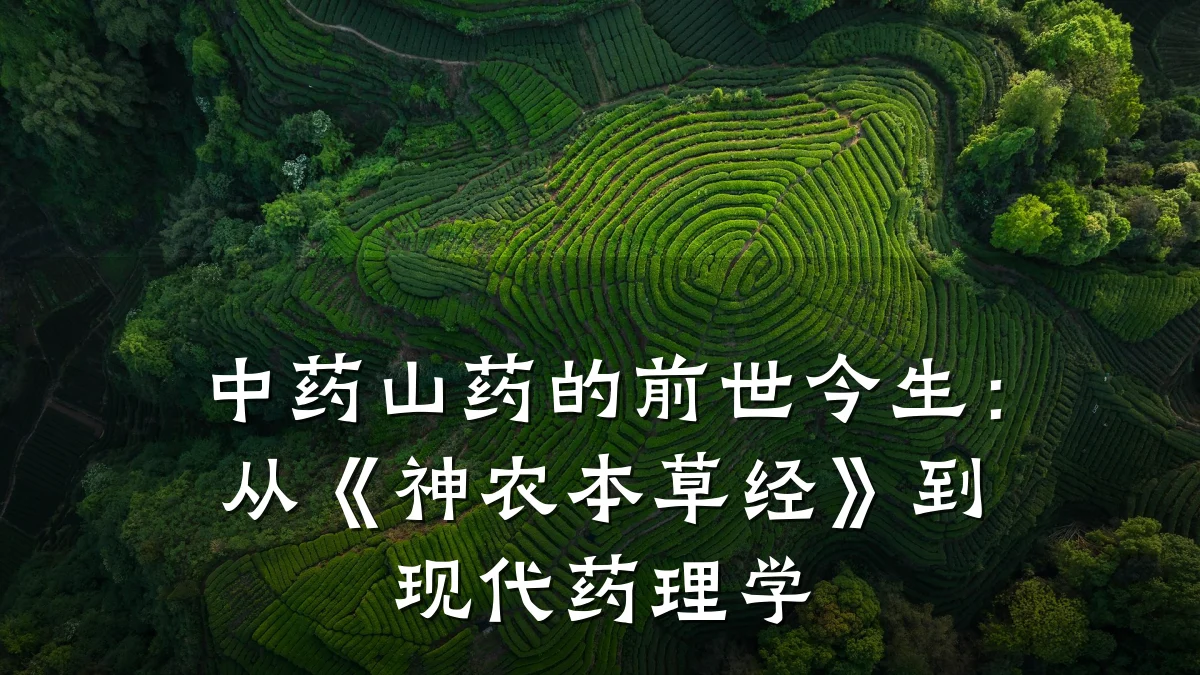 中药山药的前世今生:从《神农本草经》到现代药理学