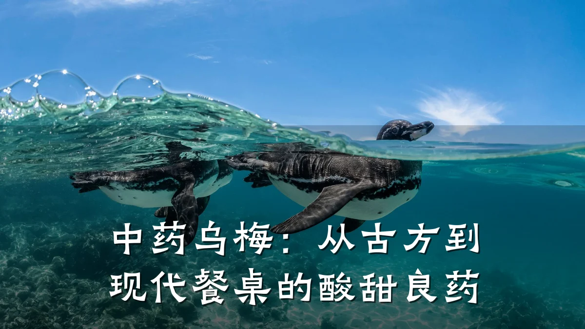 中药乌梅:从古方到现代餐桌的酸甜良药