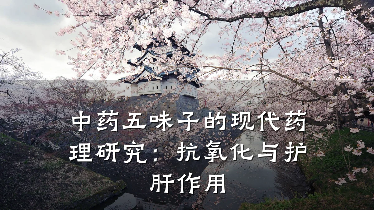 中药五味子的现代药理研究:抗氧化与护肝作用