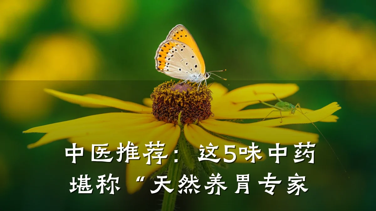 中医推荐:这5味中药堪称“天然养胃专家