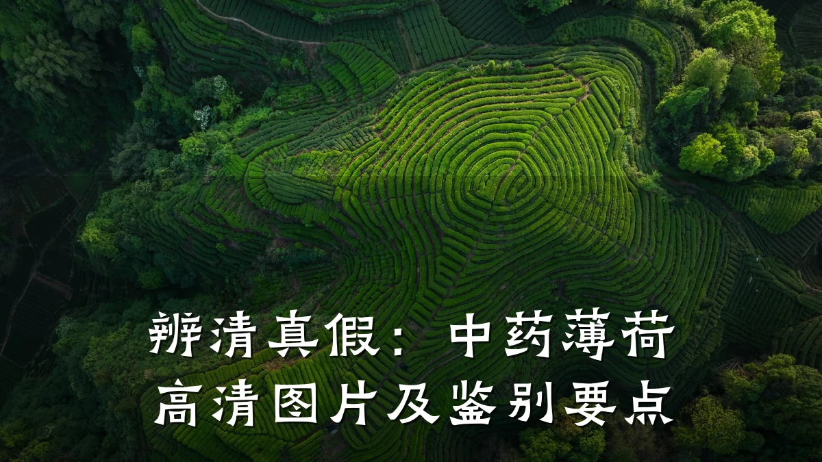 辨清真假:中药薄荷高清图片及鉴别要点