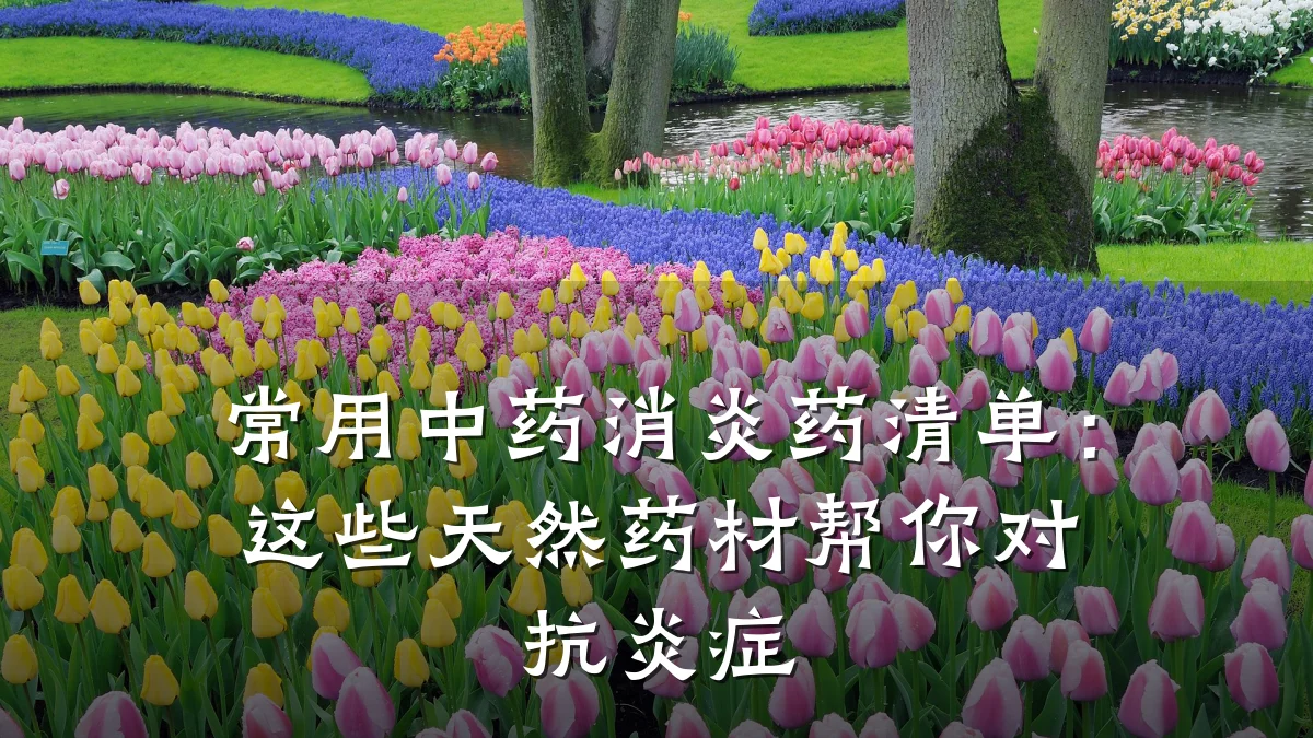常用中药消炎药清单:这些天然药材帮你对抗炎症