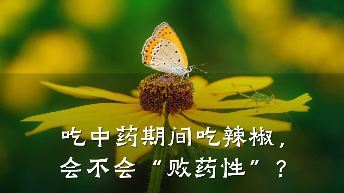 吃中药期间吃辣椒,会不会“败药性”?