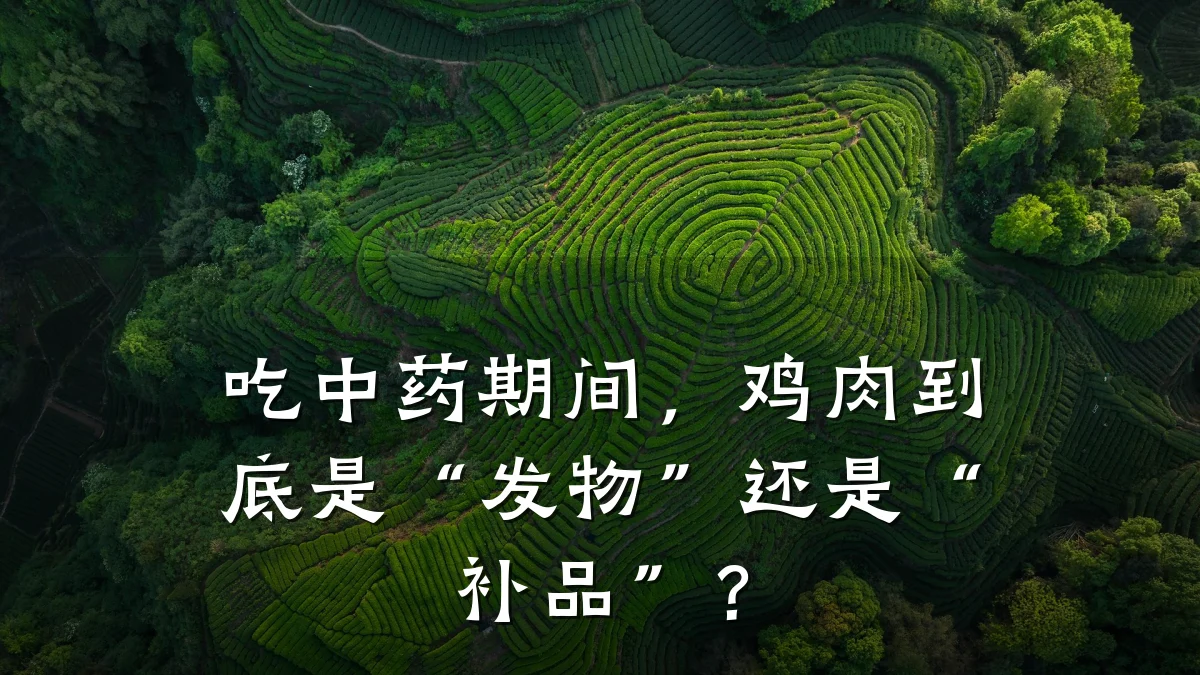吃中药期间,鸡肉到底是“发物”还是“补品”?
