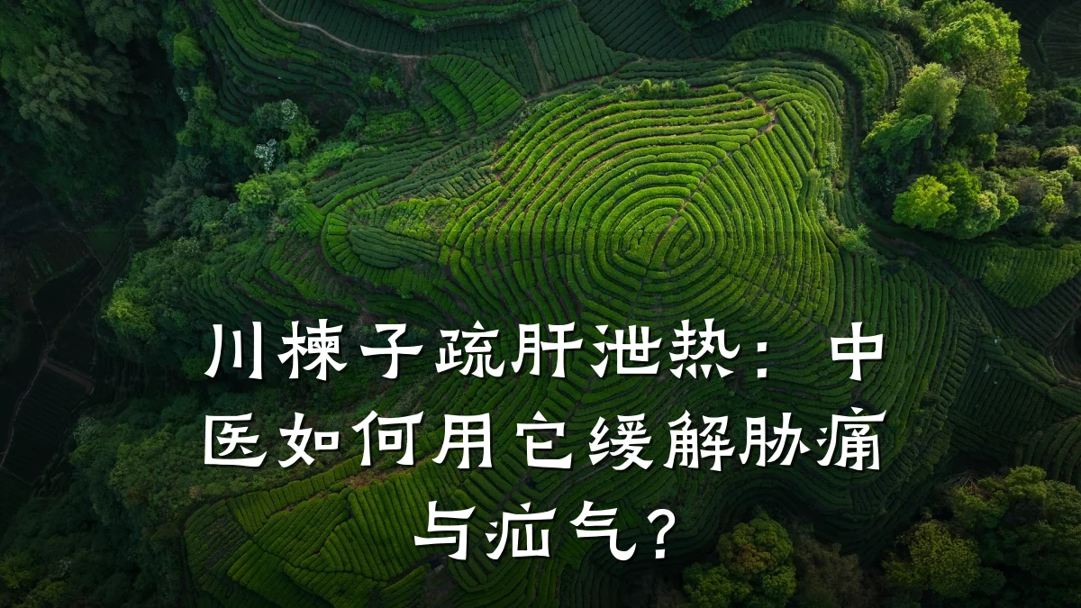 川楝子疏肝泄热:中医如何用它缓解胁痛与疝气?