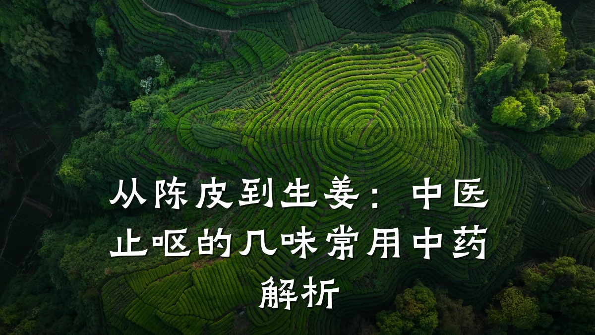 从陈皮到生姜：中医止呕的几味常用中药解析